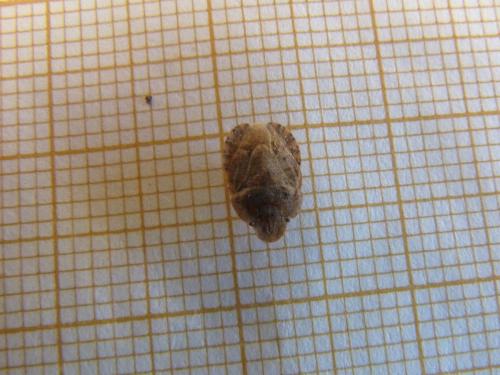 Sciocoris homalonotus